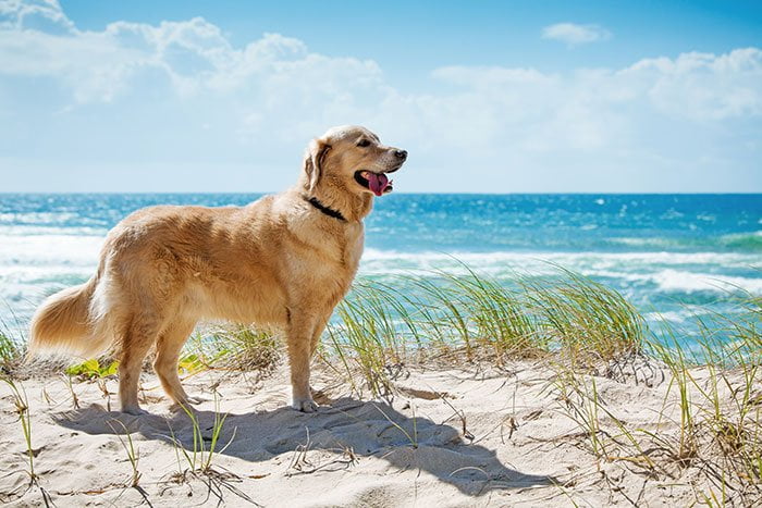 Discover the coastal charm of Encinitas, a haven for pets and their owners.