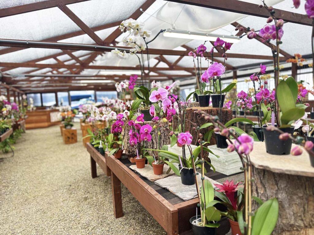 Bask in the allure of Orchids at Cal Pacific Orchid Farm.