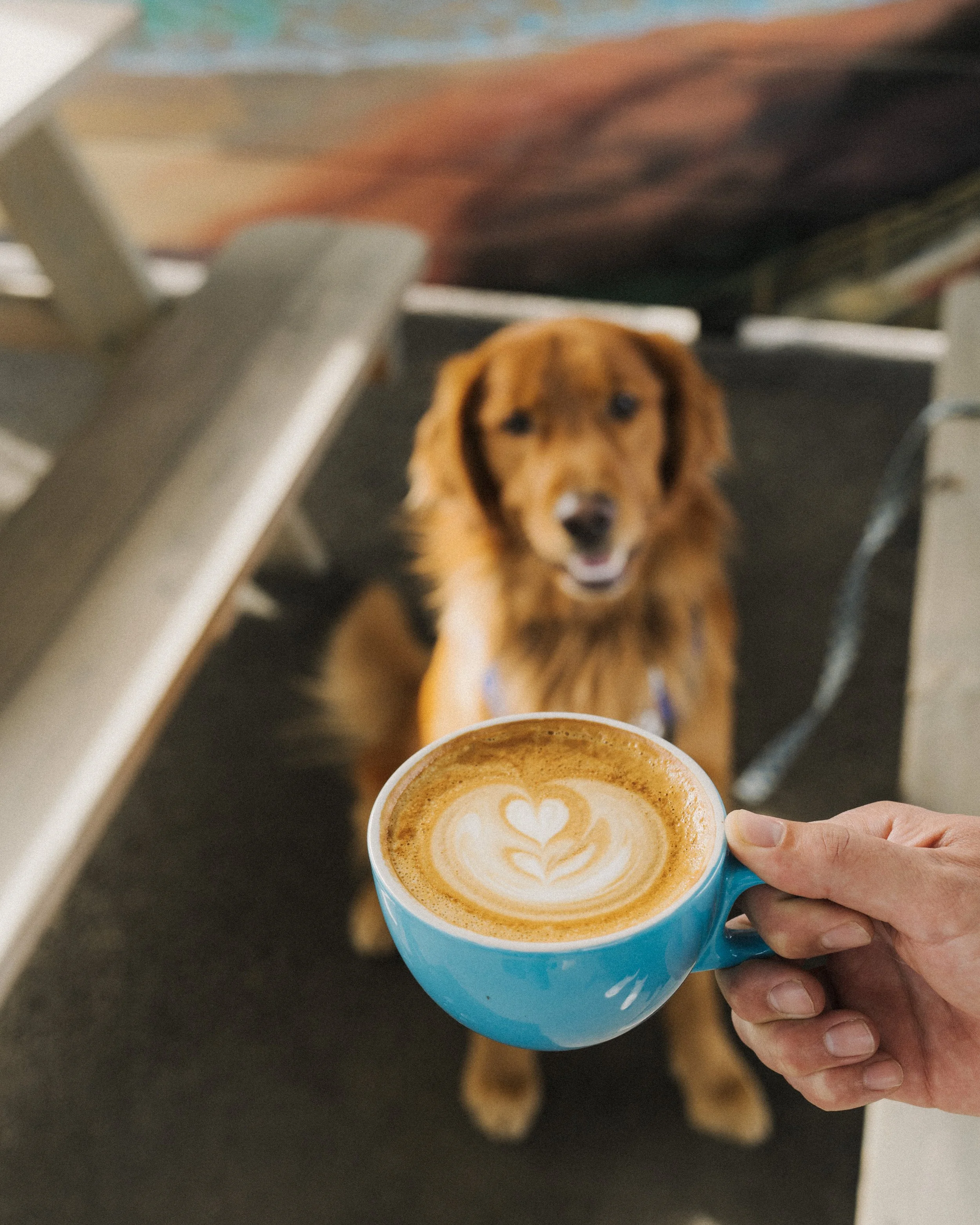 Coffee moments shared with friends, and even furry ones, at Sip-N-Sea.